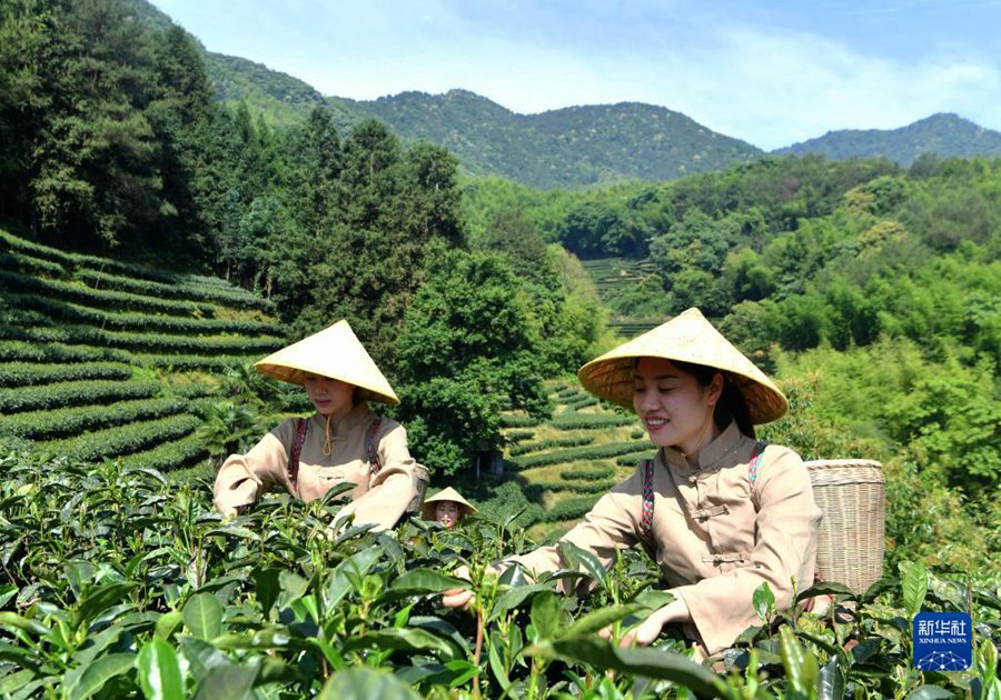 [포토] 푸젠성 정허현, 차잎으로 40억元 생산액 달성 