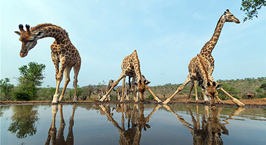 南非野生动物池边喝水姿态悠闲