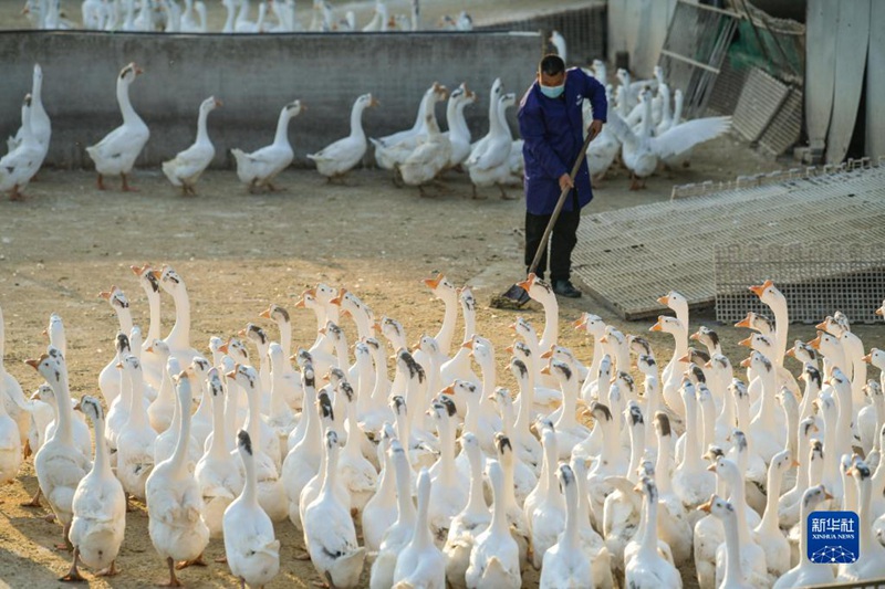 中 구이저우 진핑현, ‘황금알 낳는’ 거위산업…농촌 활성화 효자 역할 ‘톡톡’