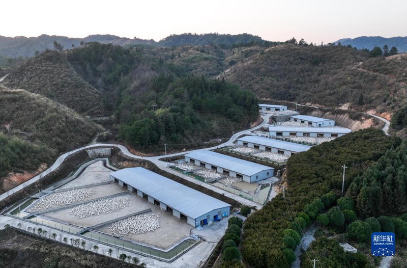 中 구이저우 진핑현, ‘황금알 낳는’ 거위산업…농촌 활성화 효자 역할 ‘톡톡’