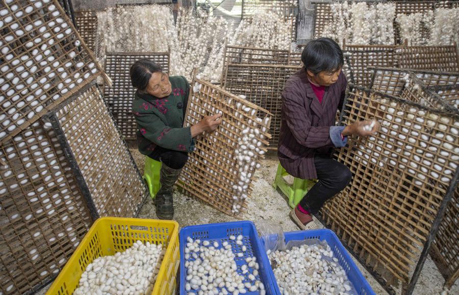 후난 다오현, 뽕나무 재배와 누에 농사로 이끄는 향촌 경제