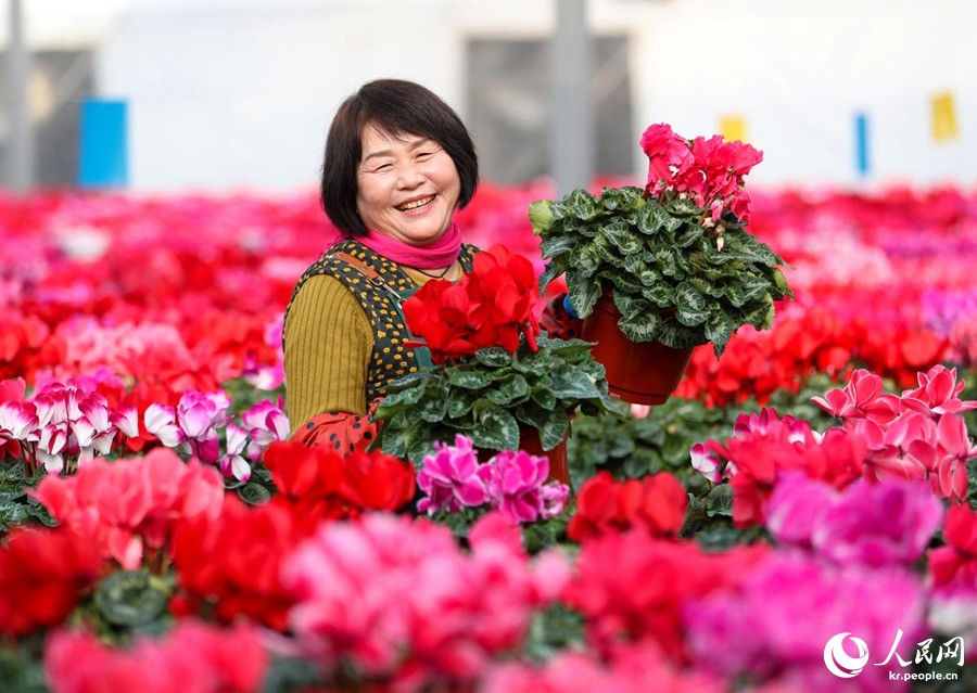 산둥 지모, ‘화훼경제’ 생산과 판매 활발