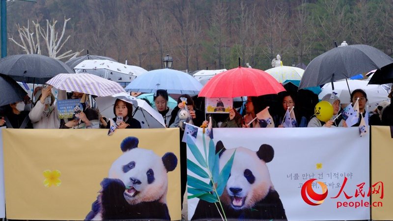 ‘푸바오’ 3일 귀국, 한국 팬들 궂은 날씨에도 배웅 나와