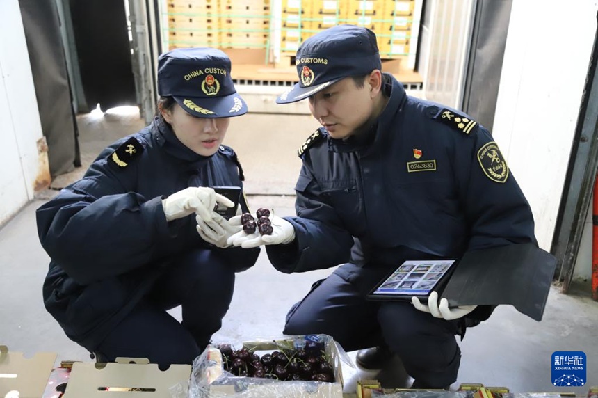 톈진항, 올 겨울 칠레산 체리 실은 선박 도착