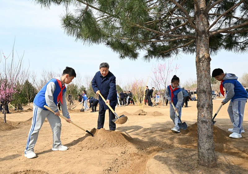 시진핑 주석이 소년선봉대원들과 함께 나무를 심고 있다.
