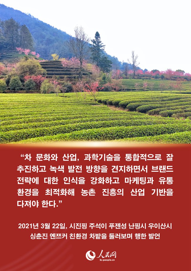 시진핑 주석과 푸젠 차(茶)에 얽힌 이야기