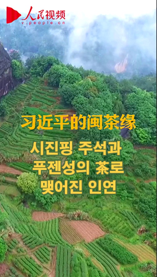 [영상] 시진핑 주석과 푸젠성의 茶로 맺어진 인연