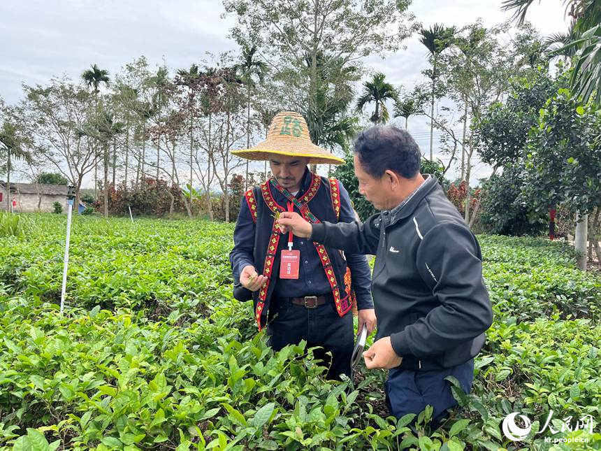 하이난 바이사, 유기농 차 문화가 외국 전문가들 마음 사로잡다