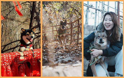 [한국 언니의 슬기로운 베이징 생활] 댕댕이와 함께하는 가을 베이징 하이킹!