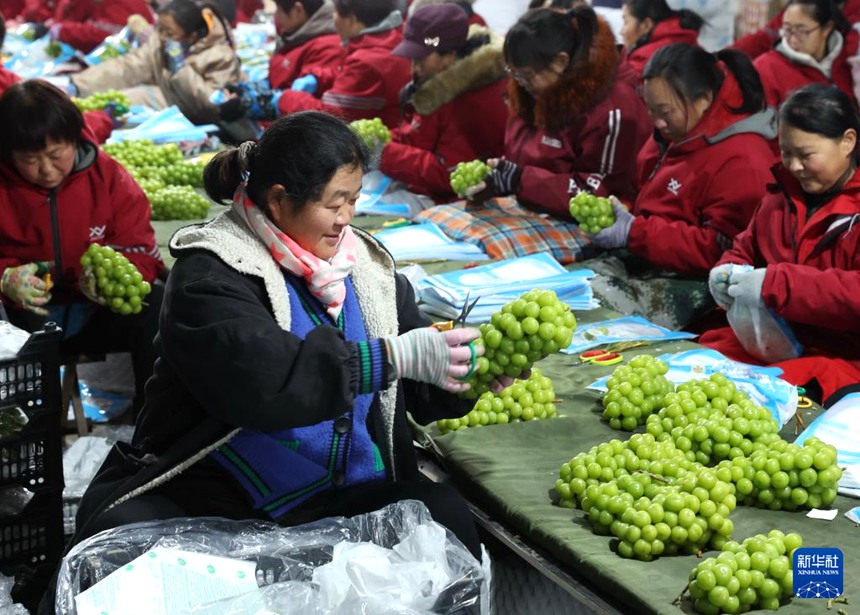 허베이 진저우, 과일 수출 기업 생산 분주