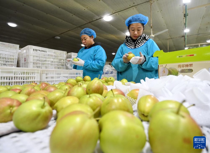 허베이 진저우, 과일 수출 기업 생산 분주