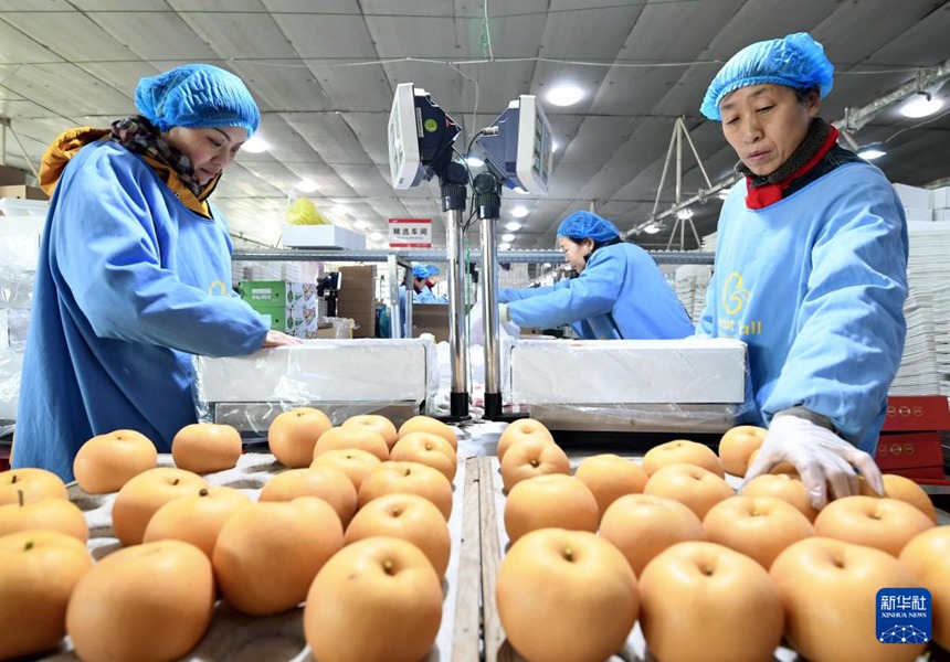 허베이 진저우, 과일 수출 기업 생산 분주
