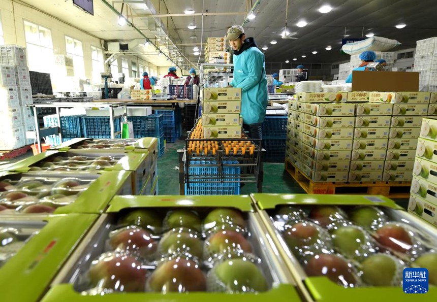 허베이 진저우, 과일 수출 기업 생산 분주