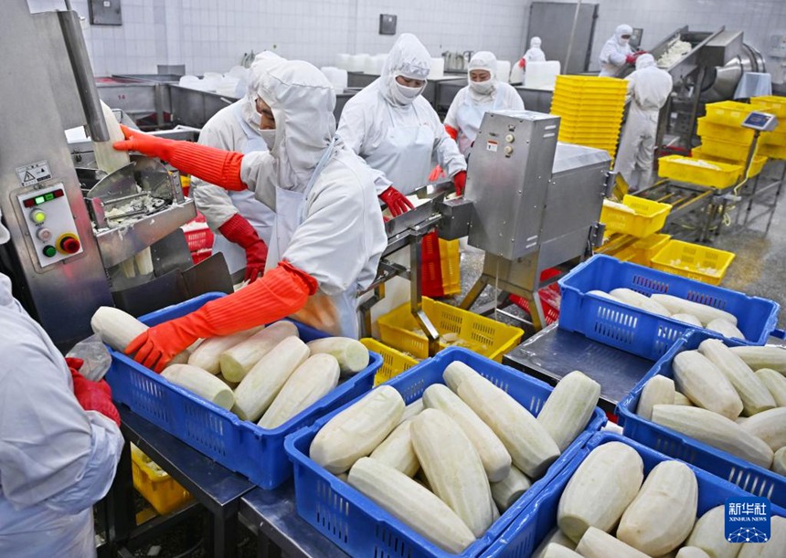 산둥 핑두, 설맞이 김치 생산 한창