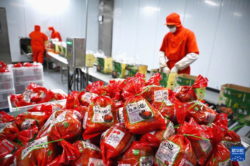 산둥 핑두, 설맞이 김치 생산 한창