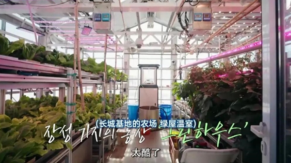 한국 예능 프로그램에 등장한 남극 창청기지 채소 온실 내부 [사진 출처: 인터넷]