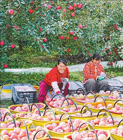 中, 세계 최대 사과 생산국 및 소비국 타이틀 유지…독자 신품종 158개 재배