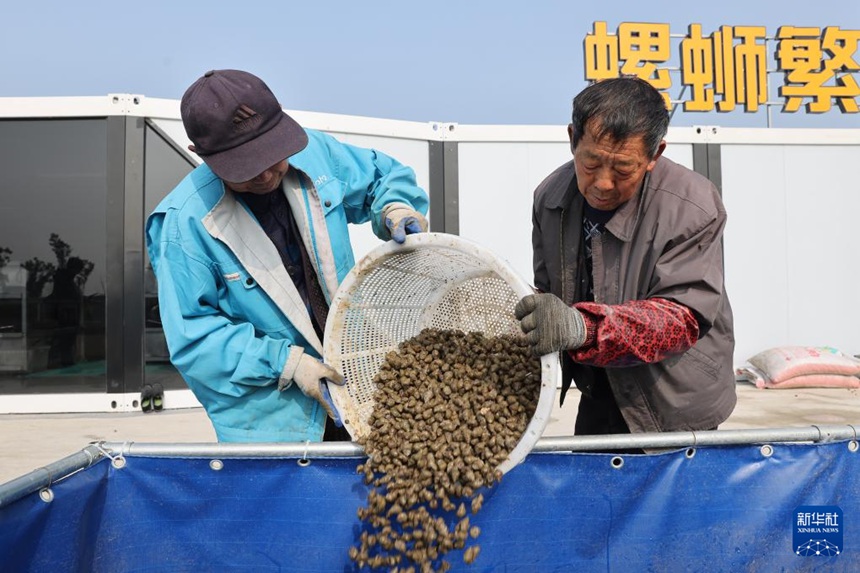 작은 우렁이가 일군 대형 산업, 봄철 별미로 활기 되찾은 농촌 경제