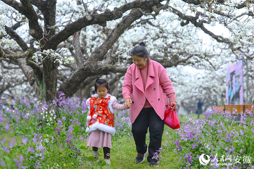 안후이 당산, 배꽃 활짝 피며 ‘봄 경제’ 불붙다