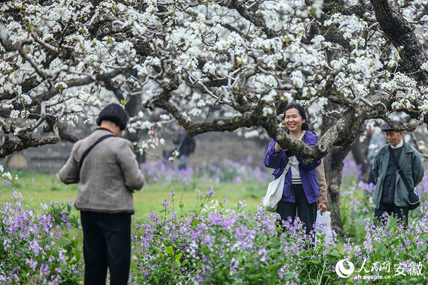안후이 당산, 배꽃 활짝 피며 ‘봄 경제’ 불붙다