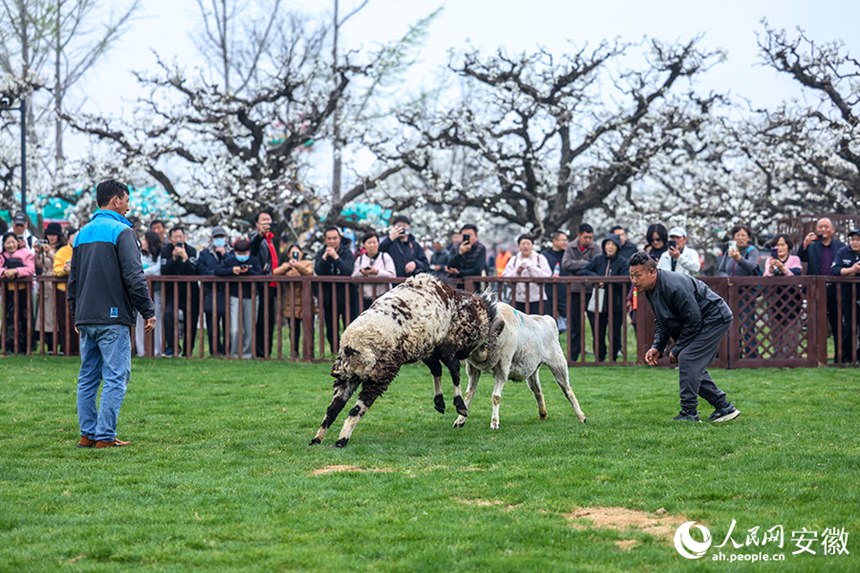 안후이 당산, 배꽃 활짝 피며 ‘봄 경제’ 불붙다