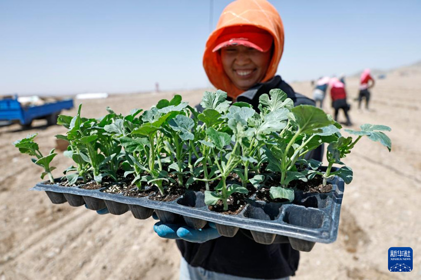 닝샤 중웨이, 고비 사막에 ‘녹색 보석’ 심다