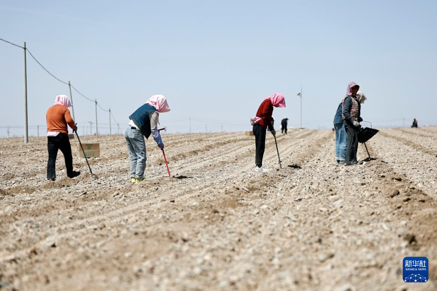 닝샤 중웨이, 고비 사막에 ‘녹색 보석’ 심다
