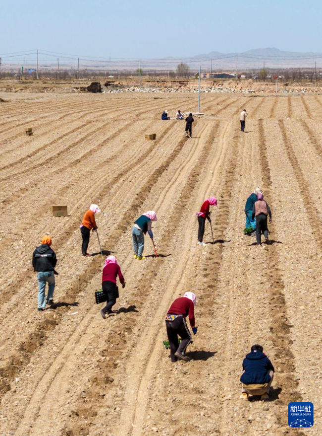닝샤 중웨이, 고비 사막에 ‘녹색 보석’ 심다
