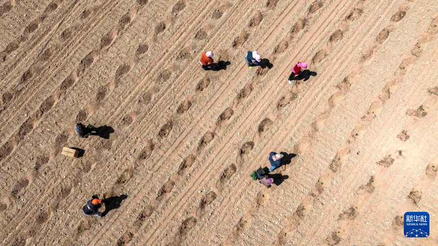 닝샤 중웨이, 고비 사막에 ‘녹색 보석’ 심다