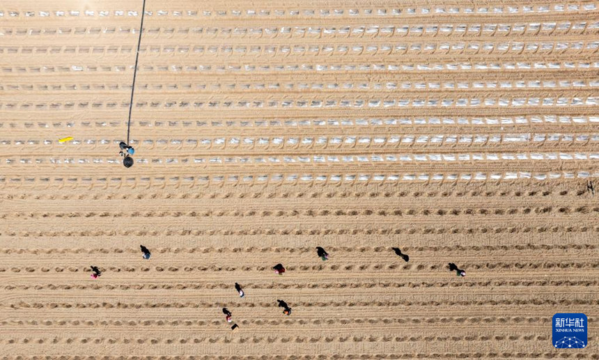 닝샤 중웨이, 고비 사막에 ‘녹색 보석’ 심다