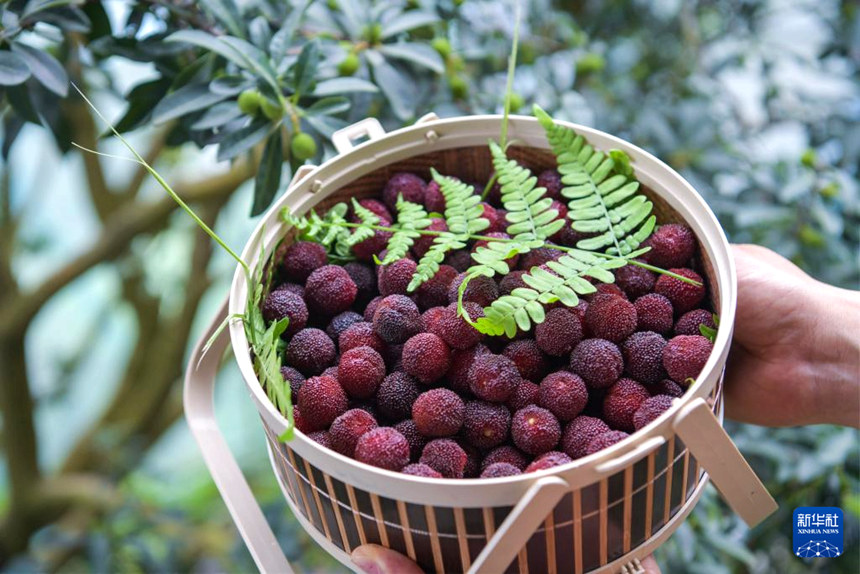 저장 츠시, 비닐하우스 소귀나무 열매 첫 수확…본격 출하 시작