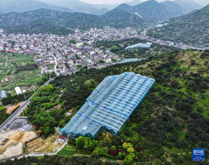저장 츠시, 비닐하우스 소귀나무 열매 첫 수확…본격 출하 시작