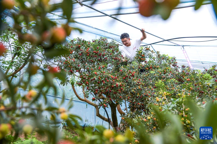 저장 츠시, 비닐하우스 소귀나무 열매 첫 수확…본격 출하 시작