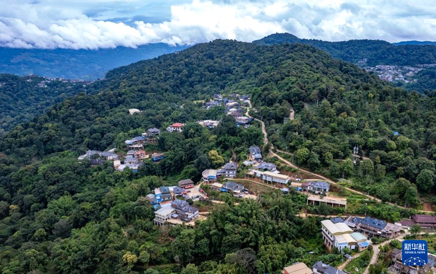 윈난 멍하이, 전 사슬 고도화로 차 산업 경쟁력 강화