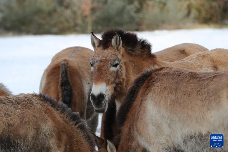 中-獨, 프르제발스키말 야생 복원에 손잡아