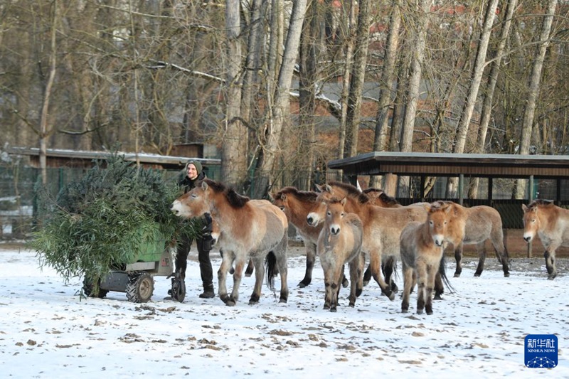 中-獨, 프르제발스키말 야생 복원에 손잡아