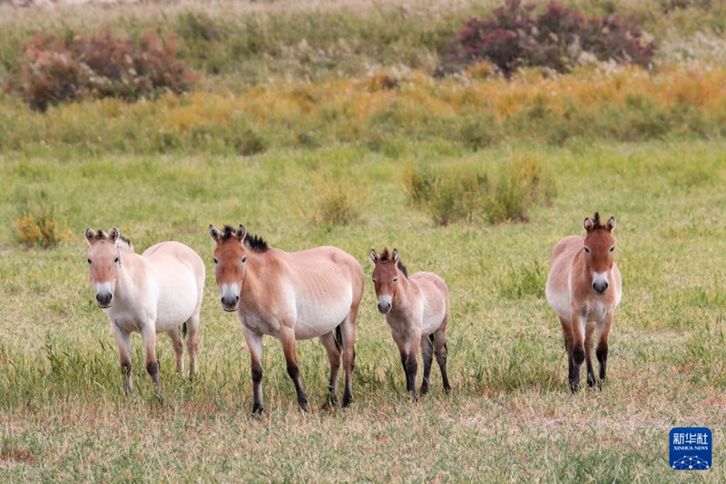 中-獨, 프르제발스키말 야생 복원에 손잡아