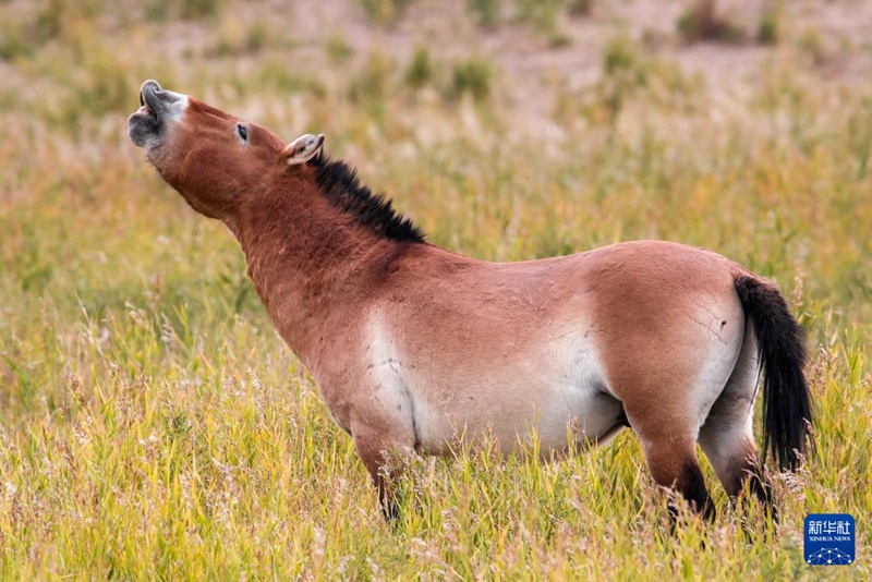 中-獨, 프르제발스키말 야생 복원에 손잡아