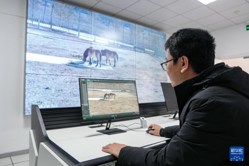 中-獨, 프르제발스키말 야생 복원에 손잡아