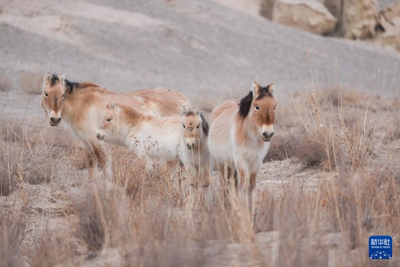 中-獨, 프르제발스키말 야생 복원에 손잡아