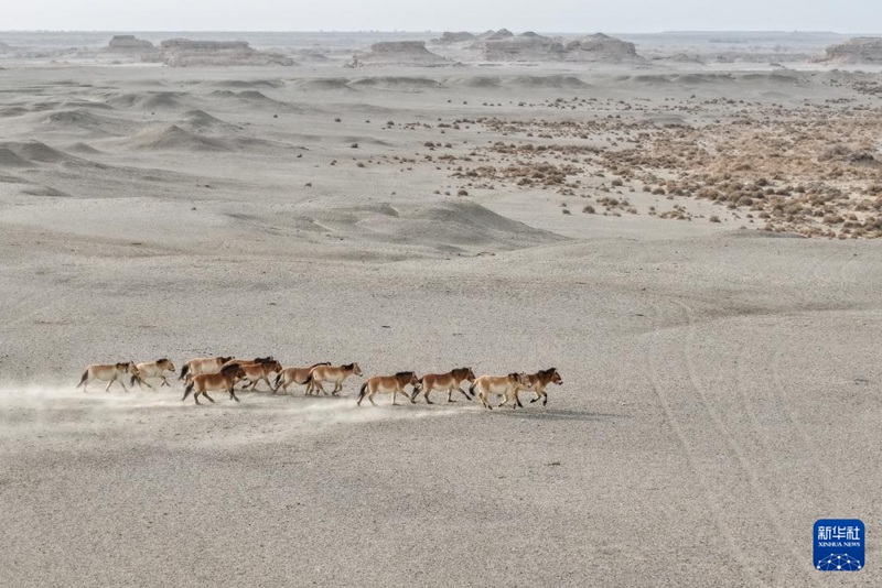中-獨, 프르제발스키말 야생 복원에 손잡아
