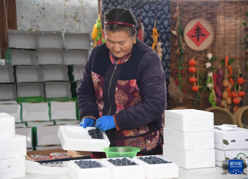 베이징 핑구, 블루베리 수확 한창