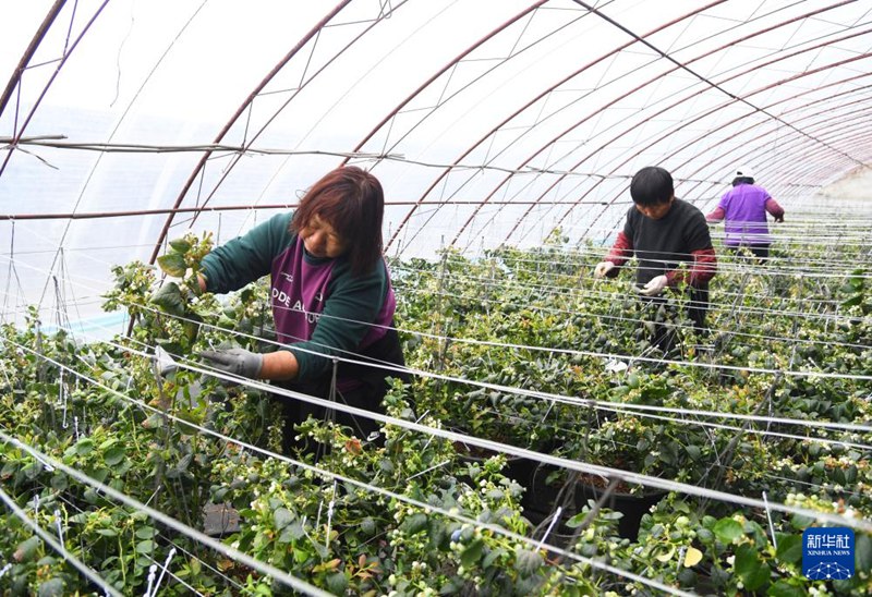 베이징 핑구, 블루베리 수확 한창