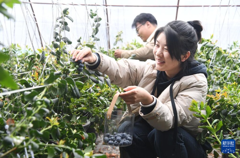 베이징 핑구, 블루베리 수확 한창
