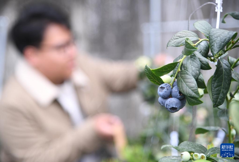 베이징 핑구, 블루베리 수확 한창