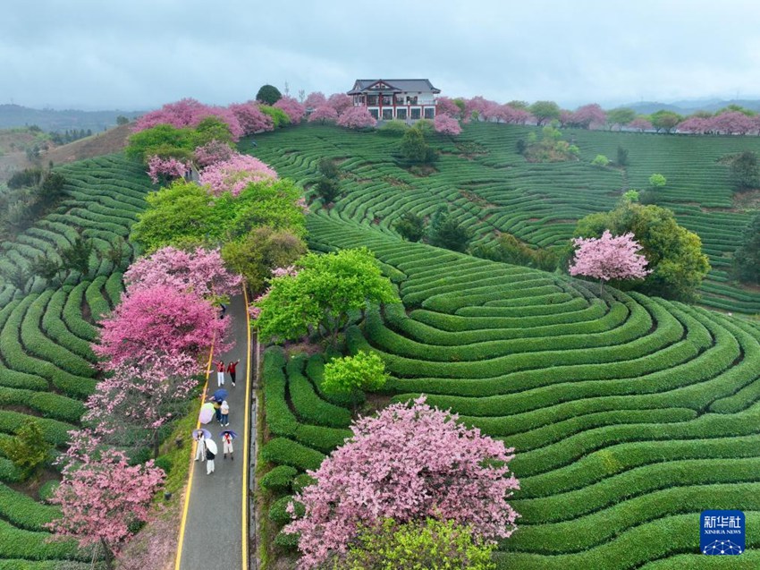 [포토] 차밭 물들인 푸젠성의 벚꽃…‘봄 경제 활짝’