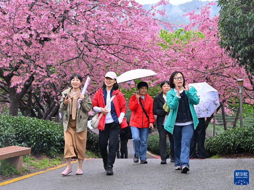 [포토] 차밭 물들인 푸젠성의 벚꽃…‘봄 경제 활짝’