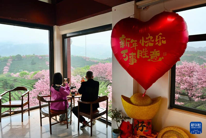 [포토] 차밭 물들인 푸젠성의 벚꽃…‘봄 경제 활짝’