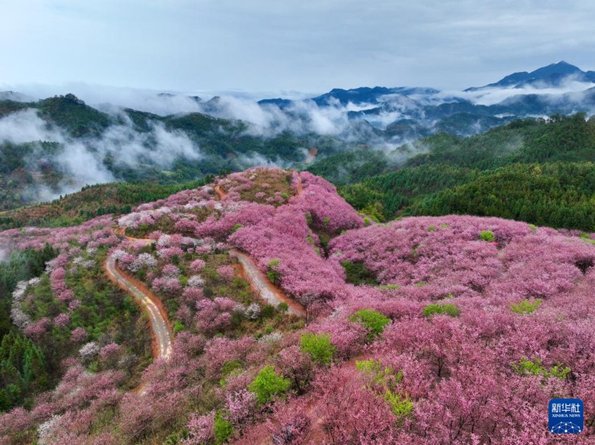 [포토] 차밭 물들인 푸젠성의 벚꽃…‘봄 경제 활짝’