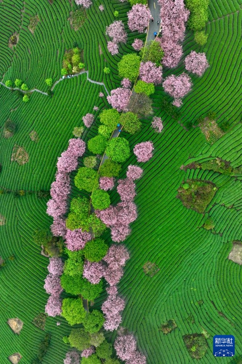 [포토] 차밭 물들인 푸젠성의 벚꽃…‘봄 경제 활짝’
